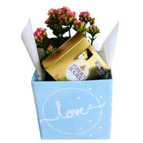 thumb-cachepot-love-com-kalanchoe-e-chocolate-0