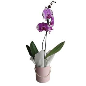 thumb-box-mini-orquidea-0