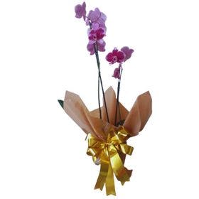 Orquídea Embalada 