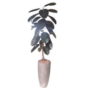 Ficus  Elastica no vaso de cimento