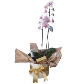 Box com Orquídea 