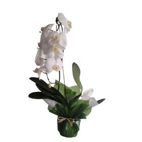 Orquídea Cascata embalada