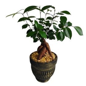 Bonsai  Ficus  Microcarpa 