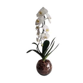 Orquídea Cascata 